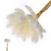 Сухие цветы лагуруса, набор 30 шт., цвет белый, 7123621