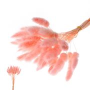 Сухие цветы лагуруса, набор 30 шт., цвет розовый, 7123625